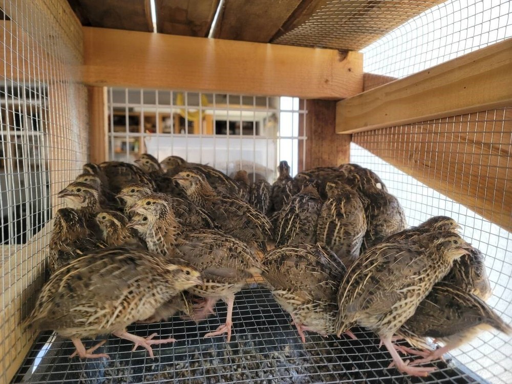 12 Fertile Coturnix Quail Hatching Eggs