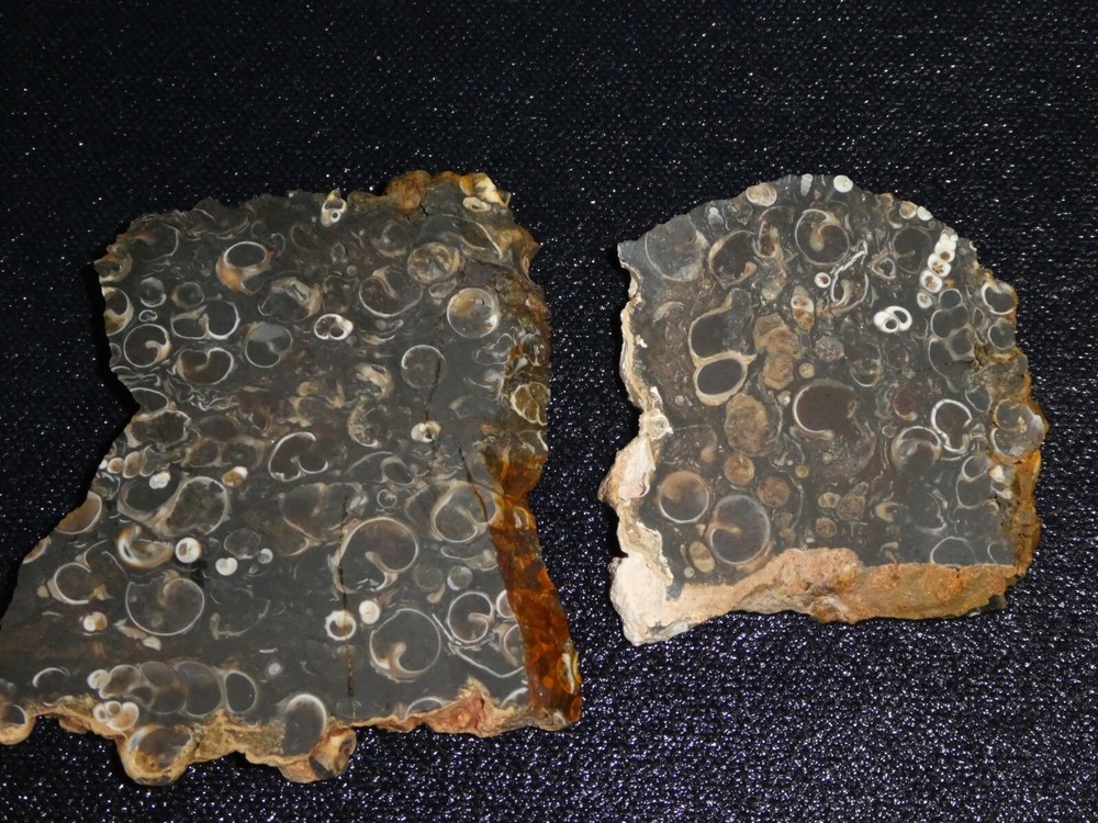 Turritella Agate 2 small pieces--rough-cabbing-display,science