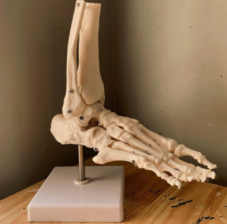 Human Skeletal Anatomy Study Model