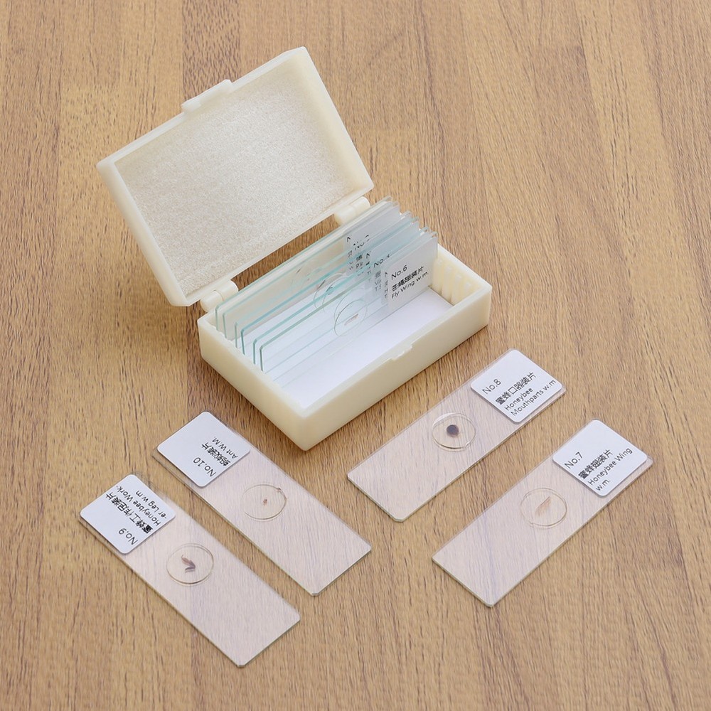 10 PCS/Set Microscope Slide Kit Microscopic Lab Kids Slides with Specimens