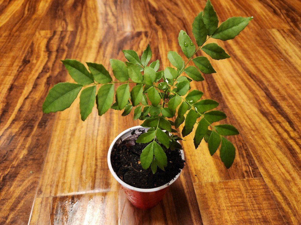 6-8" CURRY LEAF 1-year-old LIVE Herb PLANTS from seed Organic non gmo Murraya Ko