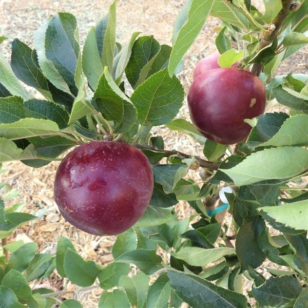 Arkansas Black Apple Grafted Fruit Tree Bare-root