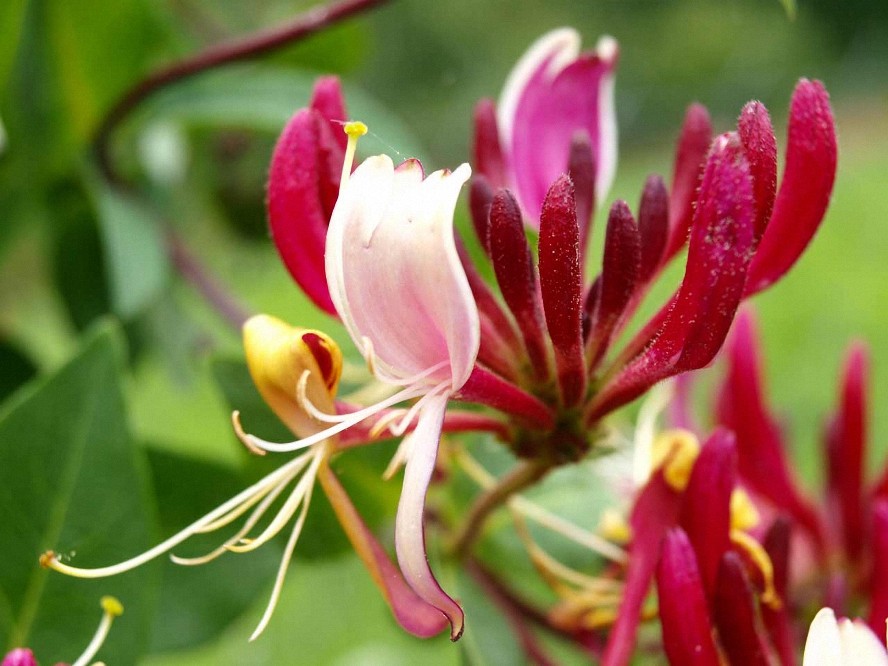 4 oz Candle Scent Oil-HONEYSUCKLE