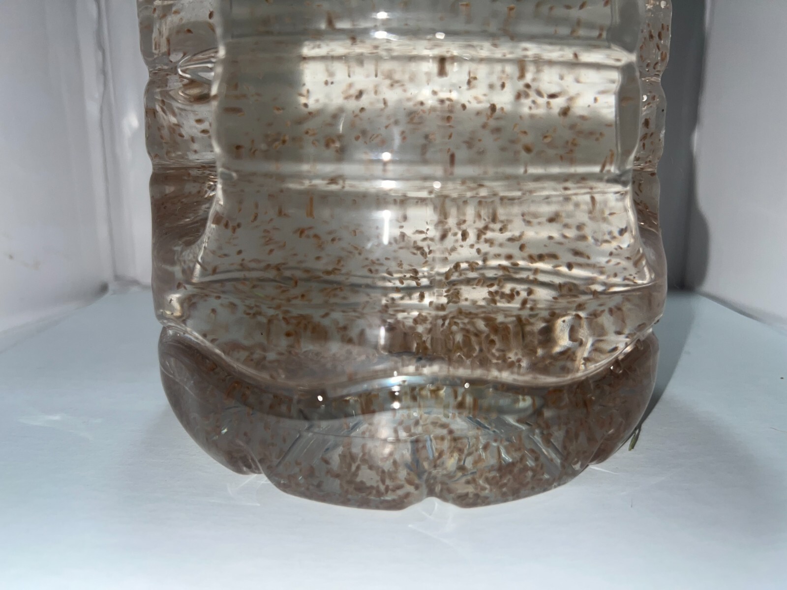 2500 Daphnia Magna (Clean Indoor Culture) Buy 2 get 1 free!