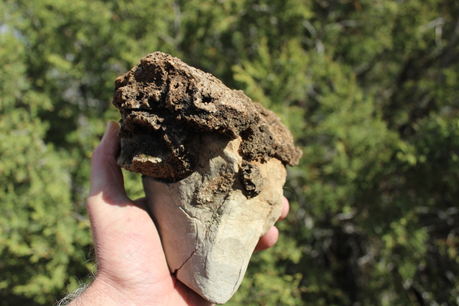 Fossil Beautiful HONEY COMB CORAL Favosites spp. Rare Locality ~ 400 Million