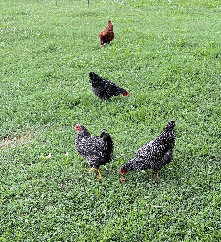 BYM Hatching Eggs