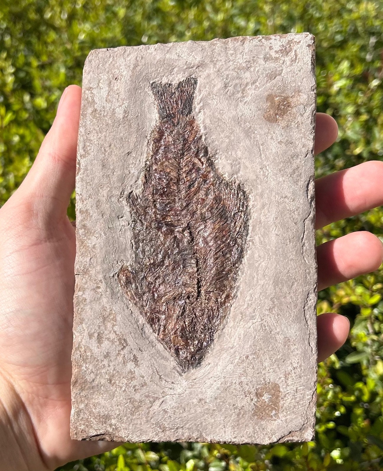 RARE Nebraska Fossil Fish Valentine Formation Skeleton Late Miocene Age