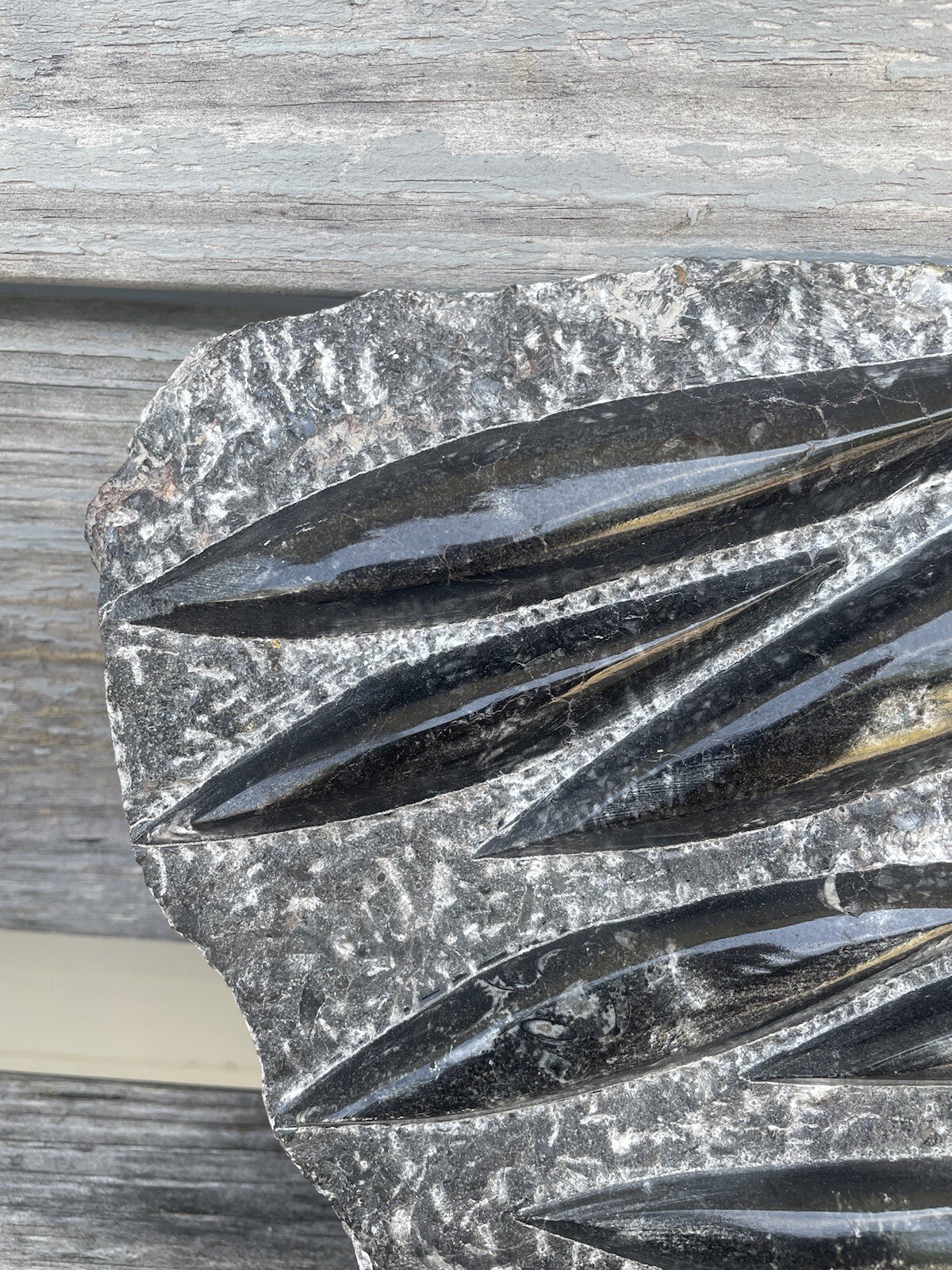 Polished Orthoceras Fossil Black Stone Slab Beautiful ❤️❤️❤️