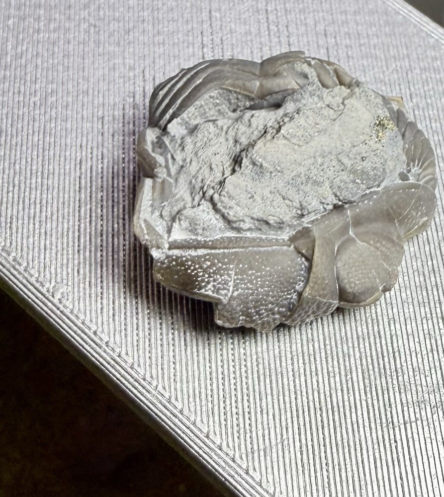 Phacops Trilobite ~Silica Formation~ Ohio ~ Devonian Period