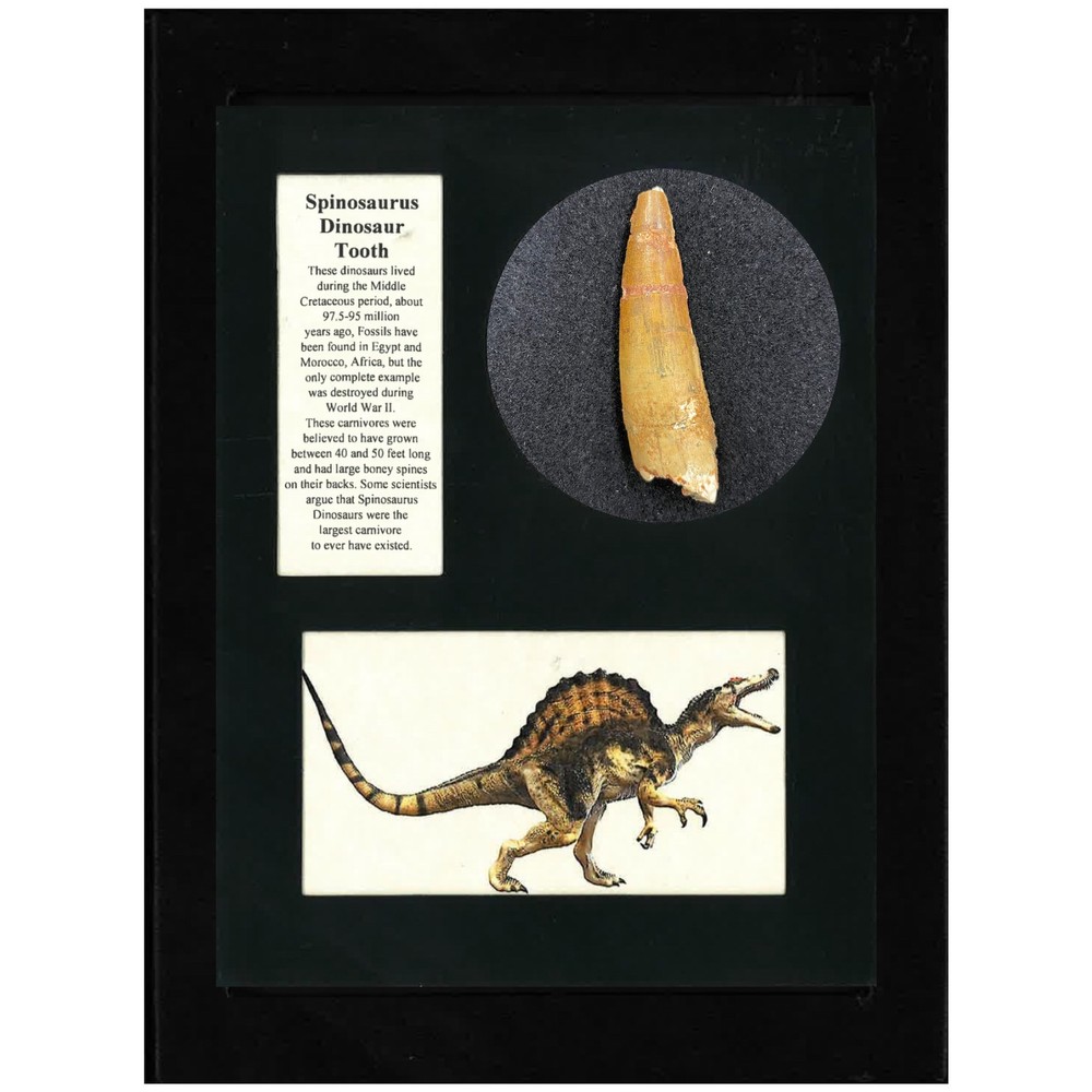 Spinosaurus Tooth Display
