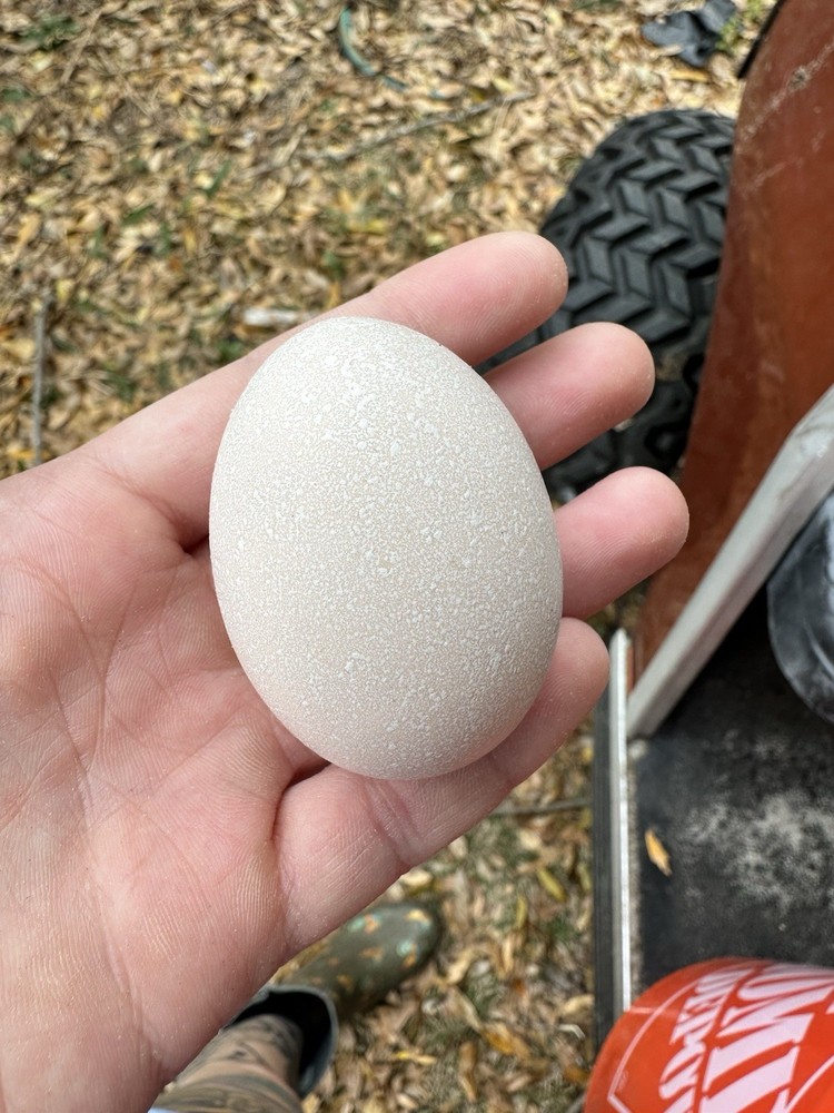 8+ Call Duck Hatching Eggs Assorted Colors