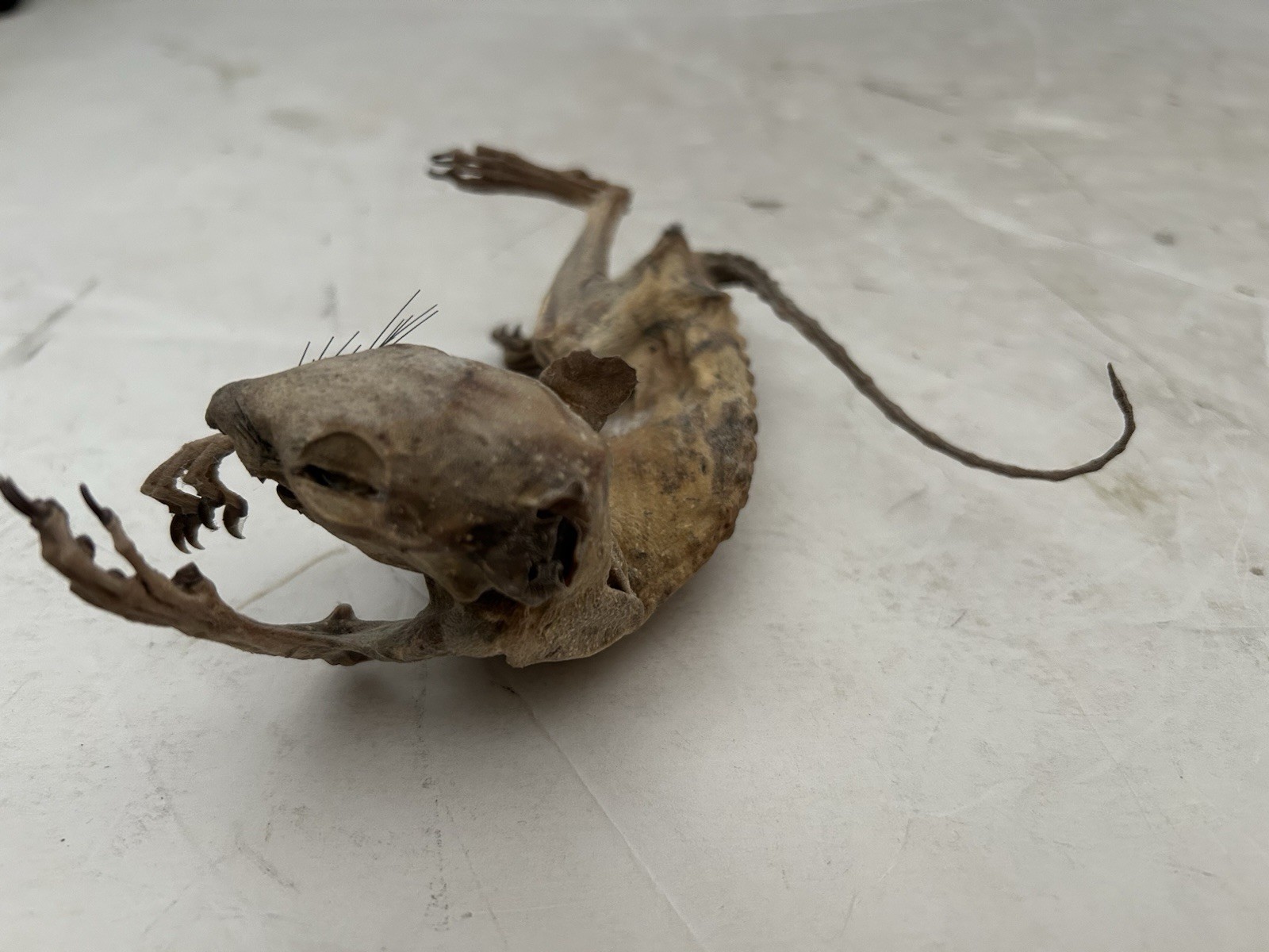 Mummified Baby Squirrel Unusual Unique