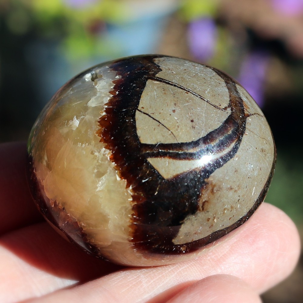 Polished Septarian Nodule (SEP23)