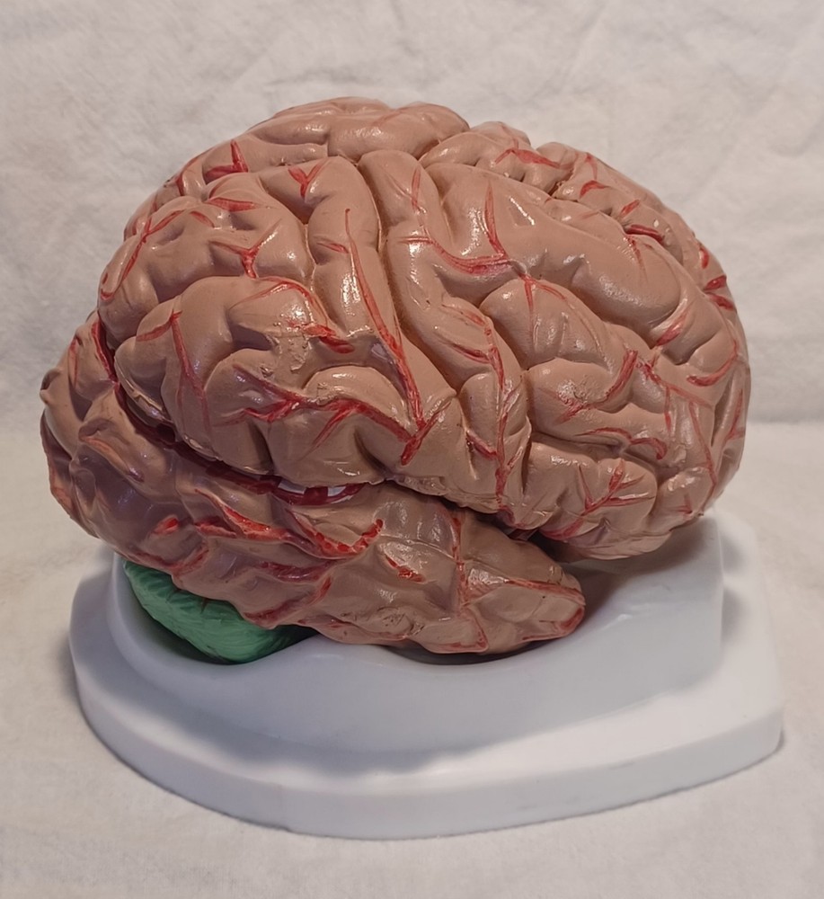 Human Brain Anatomically Sized Model Teaching Study Display Medical Science -Z
