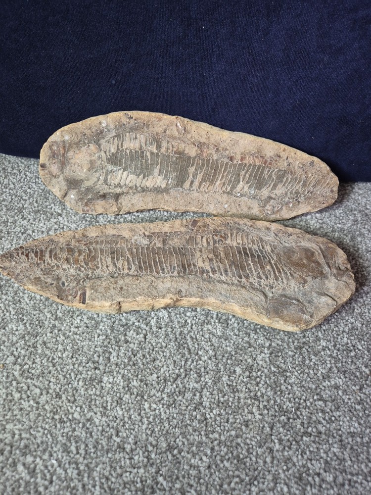 Vinctifer Comptoni Fossil Fish 2 halves