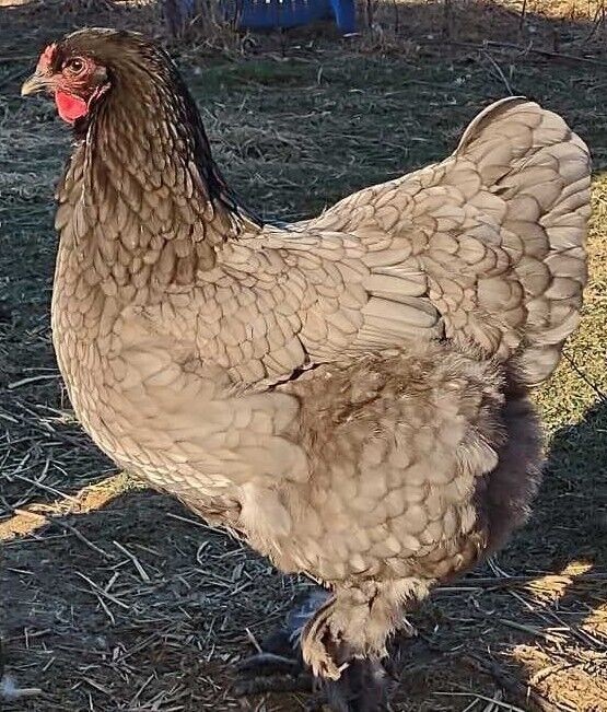 6 LARGE STANDARD Cochin Hatching Eggs ~ COLORS~CRELE POSSIBLE