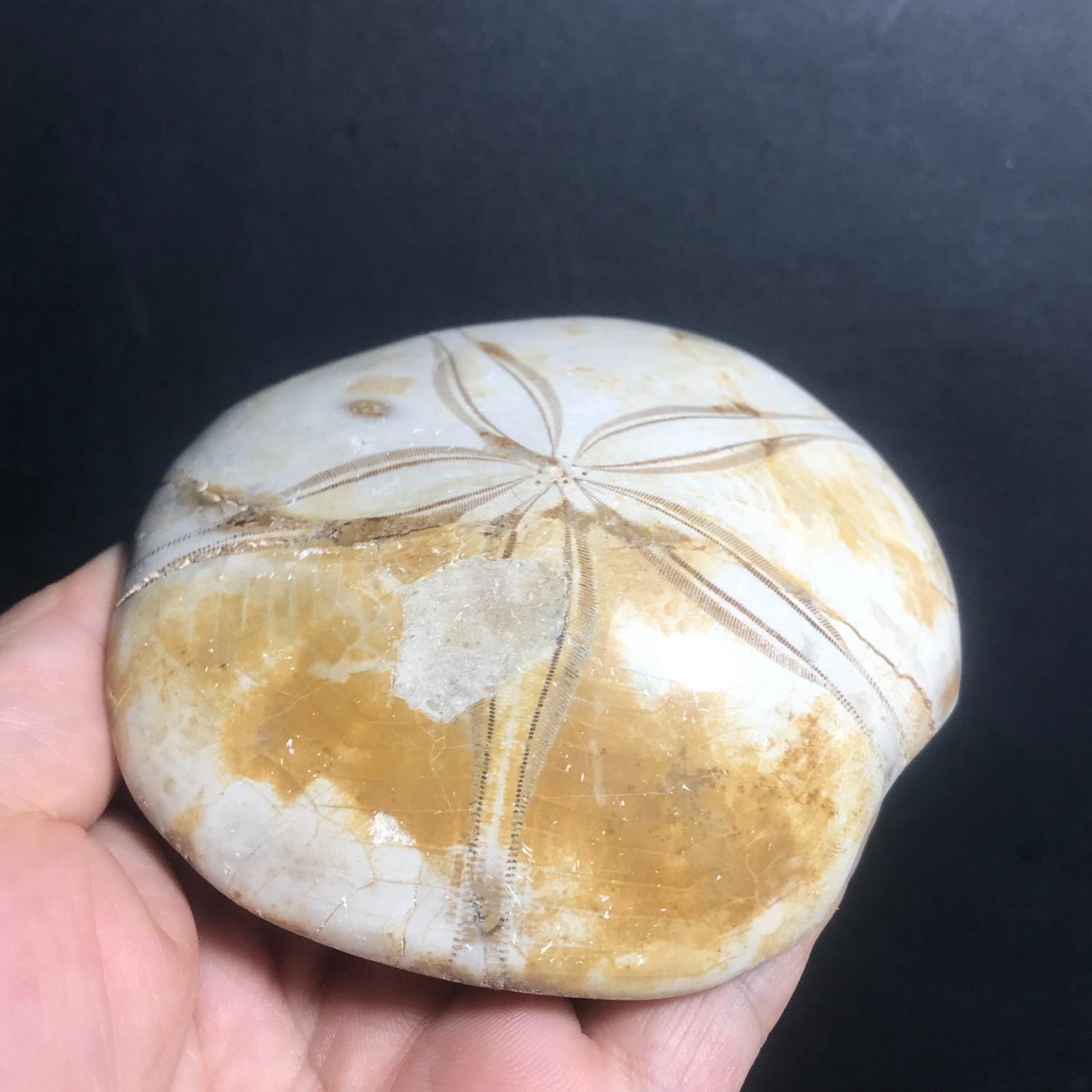 213g Starfish Crystal Specimen 09