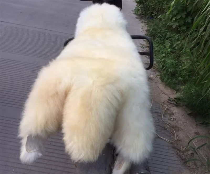 IN US 100% Genuine Sheepskin Fluffy Fur Rug 60*100cm Windward Natural Mat Gift