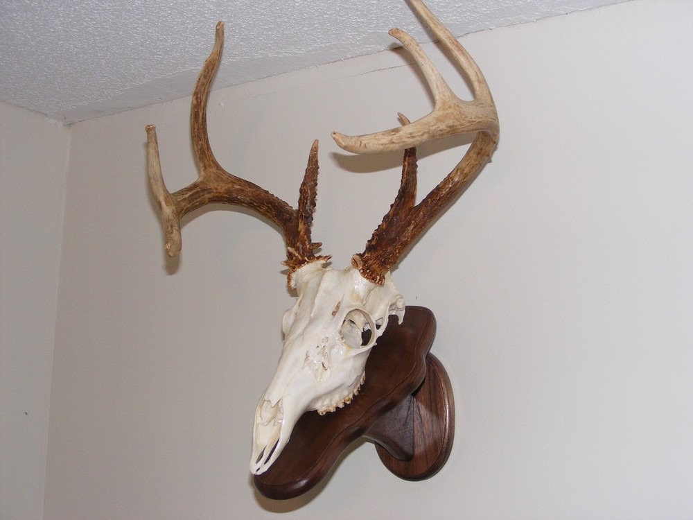 ELM EUROPEAN DEER PLAQUE / SKULL MOUNT KIT