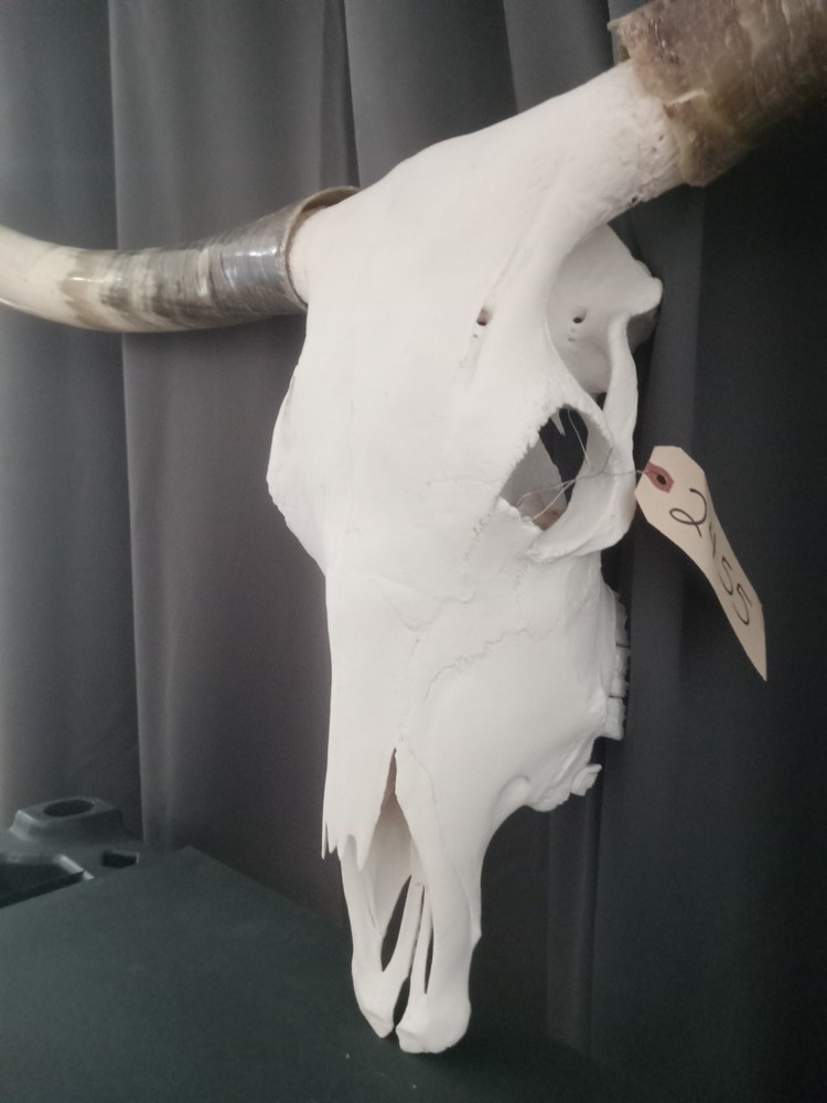 Authentic Longhorn Skull Scull 5foot9