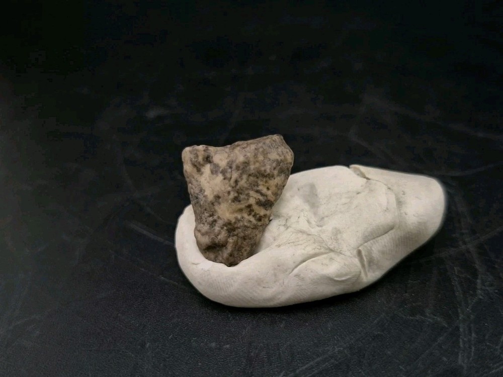 Fossil Dinosaur Permineralized Tooth T-rex 🦖