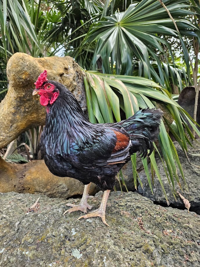 6 Purebred Dark Cornish Hatching Eggs - Half Dozen Shipped in Foam!