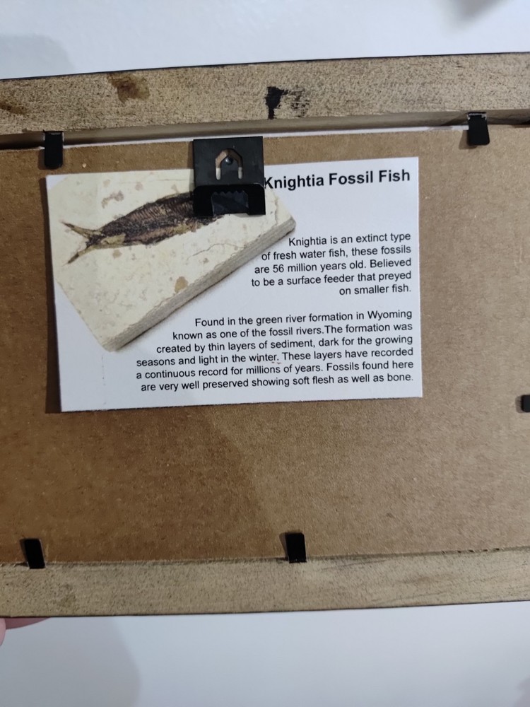 Knighting Fish Fossil In A Frame