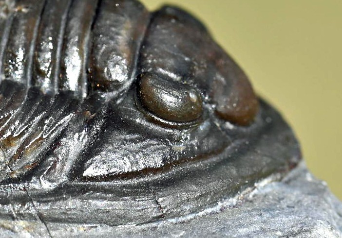 Trilobite Fossil, Cornuproetus cornutus, from Morocco #2
