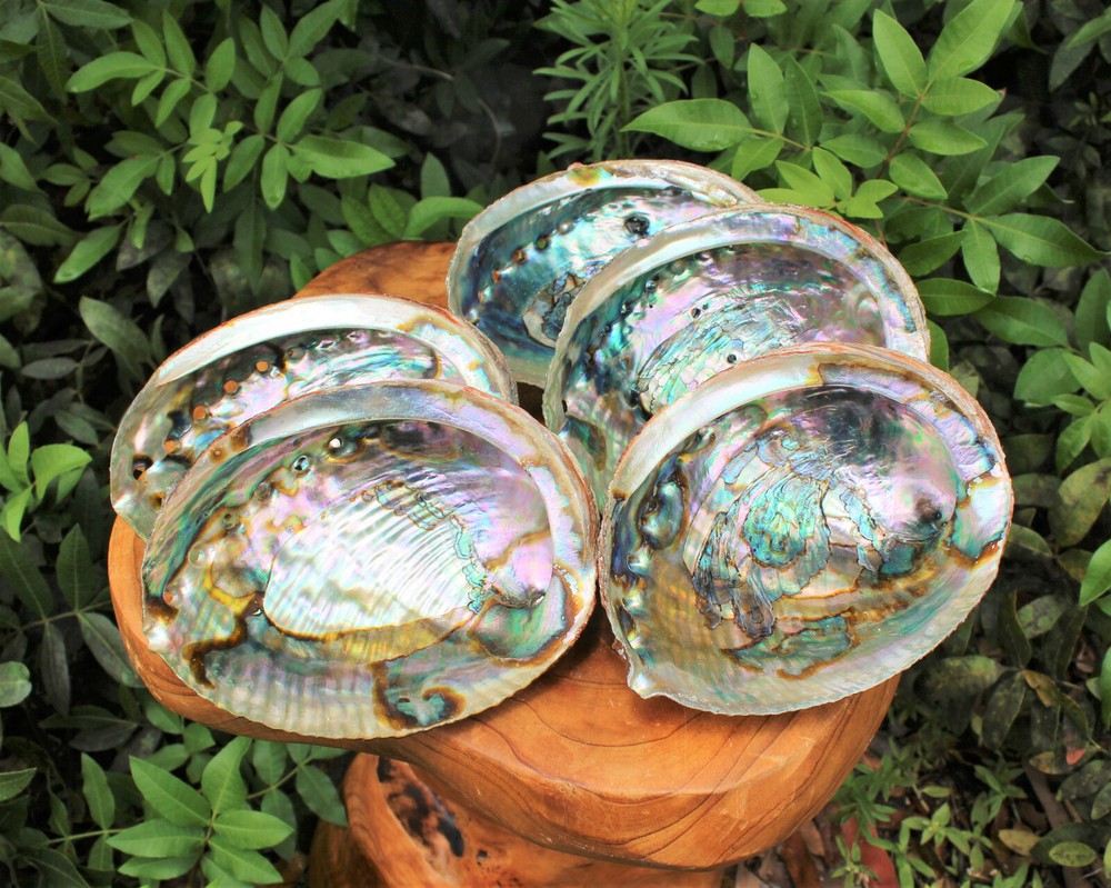 Smudge Kit Large Abalone Shell Tripod Stand White Sage Stick Feather Directions!