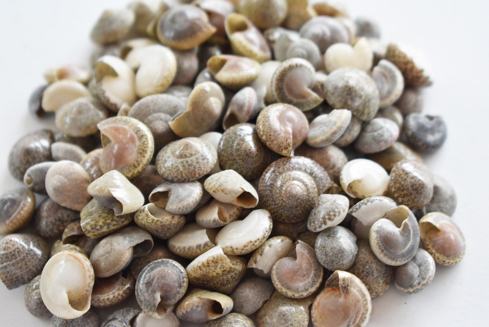 1 Lb (2000) Tiny Black Umbonium Mini Shells (1/4-1/2") Beach Crafts Scrapbook