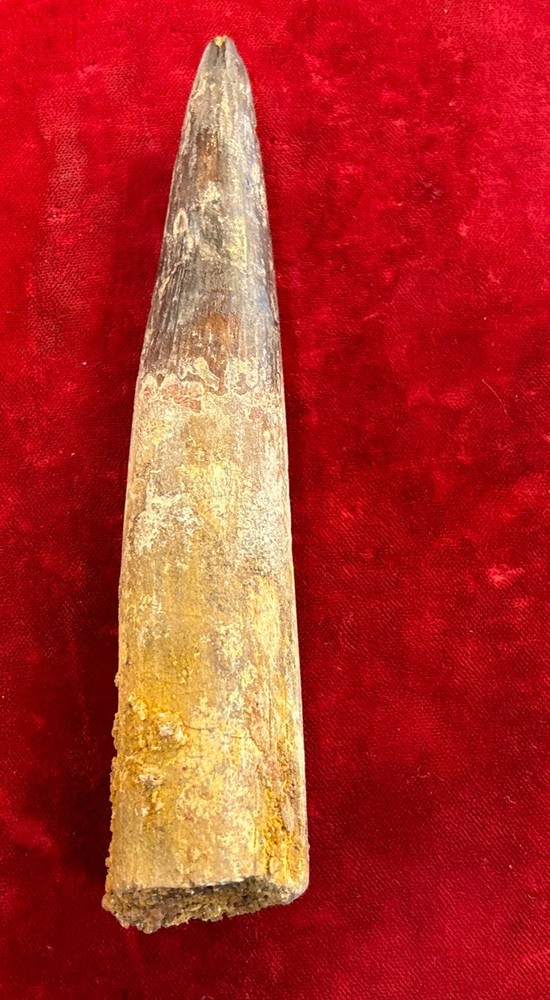 Authentic 5 1/4” Spinosaurus Tooth Fossil