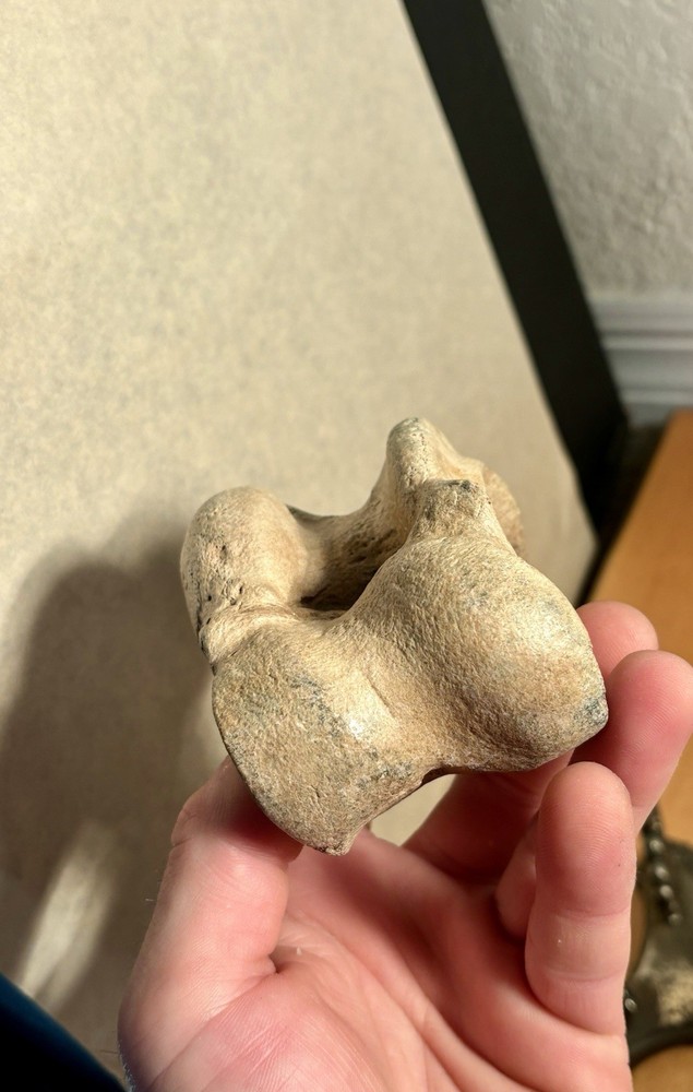 World Class Fossil Associated Bison Astragalus and Cubonavicular Bone Florida
