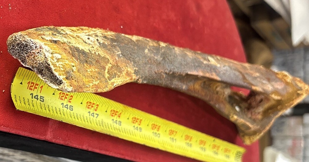Hadrosaur Chevron Bone