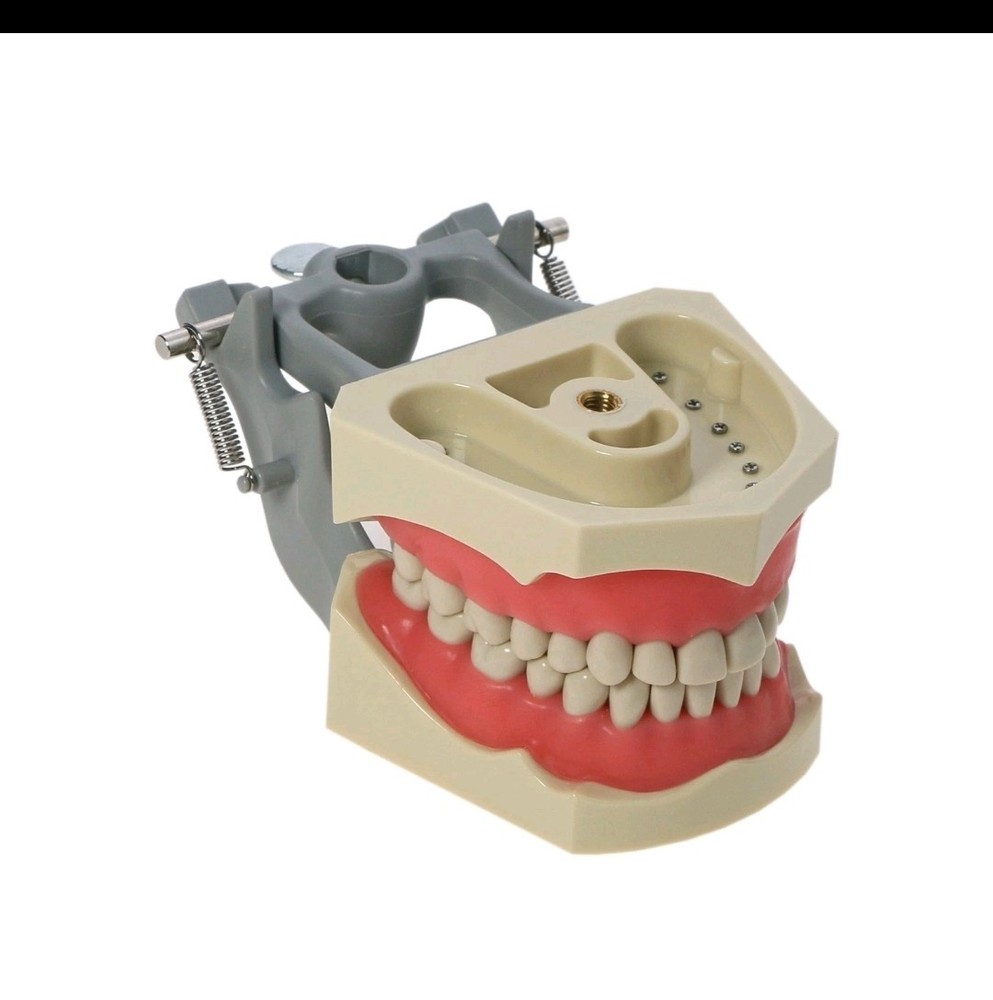 Dental Typodont & Typodont Teeth Training Models with Accessories