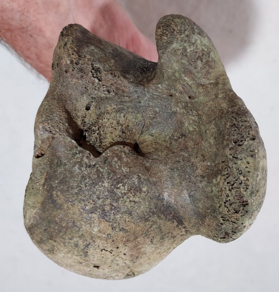 Bison Right Humerus Bone Fossil from Ice Age