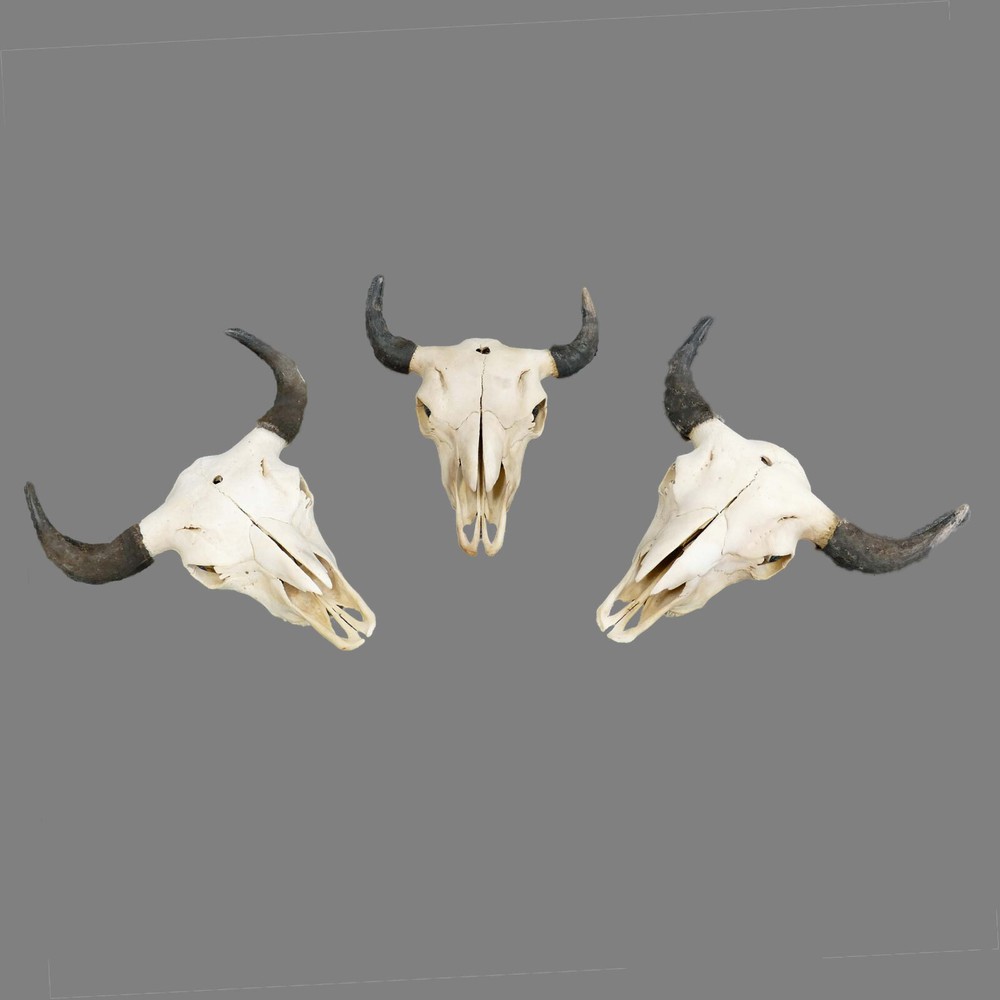 North American Buffalo Skull