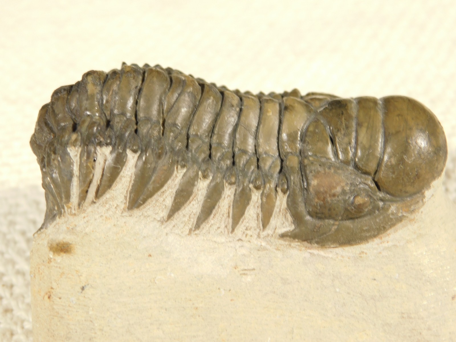 Larger! Crotalocephalina TRILOBITE Fossil 100% Natural Morocco 225gr