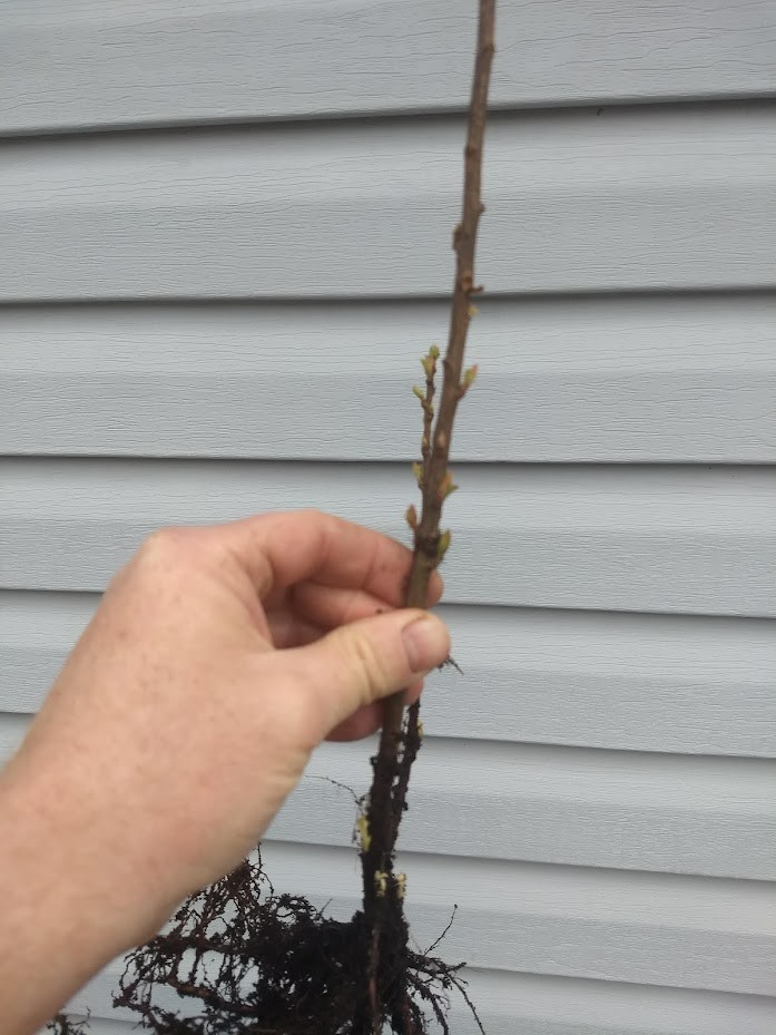 1 DORMANT Nanking White sweet bush cherry plant. Zones 2-7. Not self-pollinating