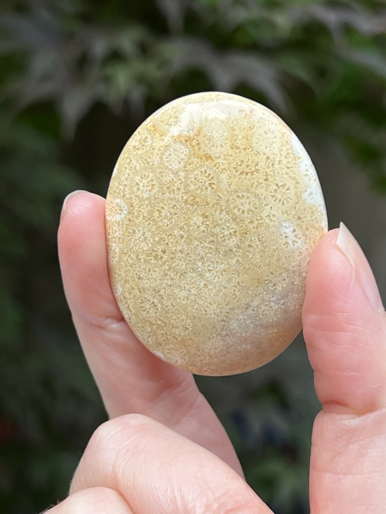 Fossilized Coral Crystal Palmstone AAA+ 30
