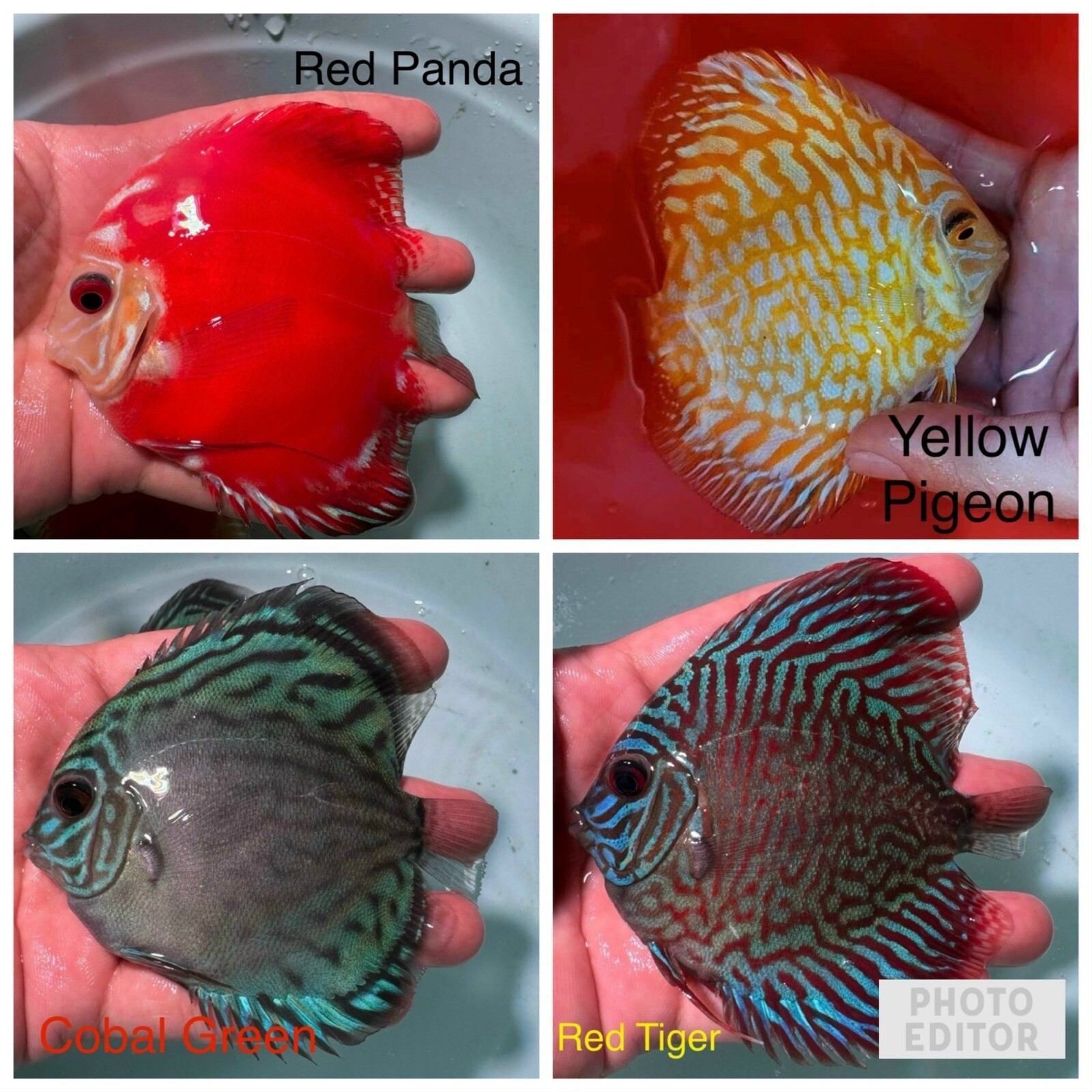 Pack of 4 Discus Fish 3.5”-3.75” - Live Fish Aquarium Overnight Shipping
