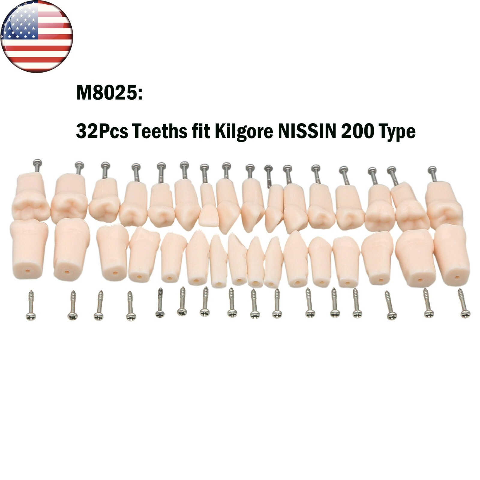 Kilgore NISSIN 200/500 Type Dental Typodont Model With Screw-in Removable Teeth