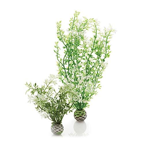Winter Flower Plant Pack Medium Winter Flowers