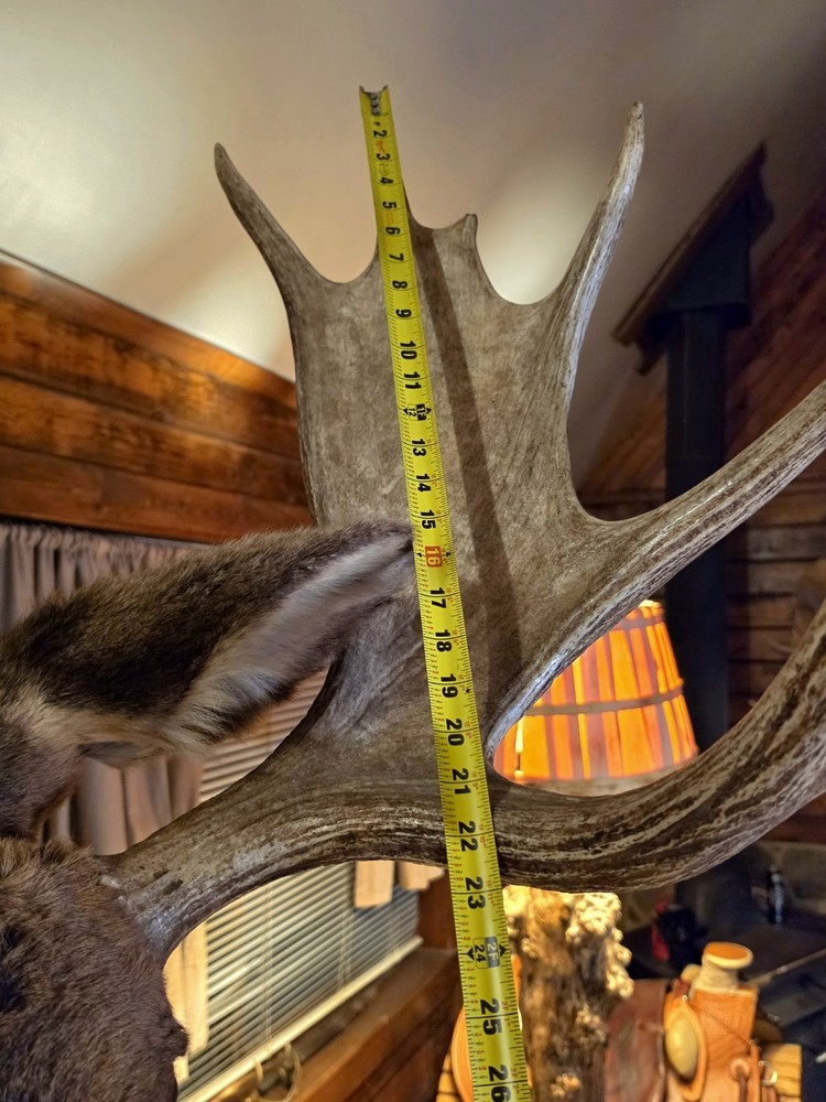 Large Utah Shoulder Mount Bull Moose Head
