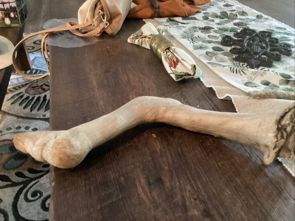 Mammoth Bone