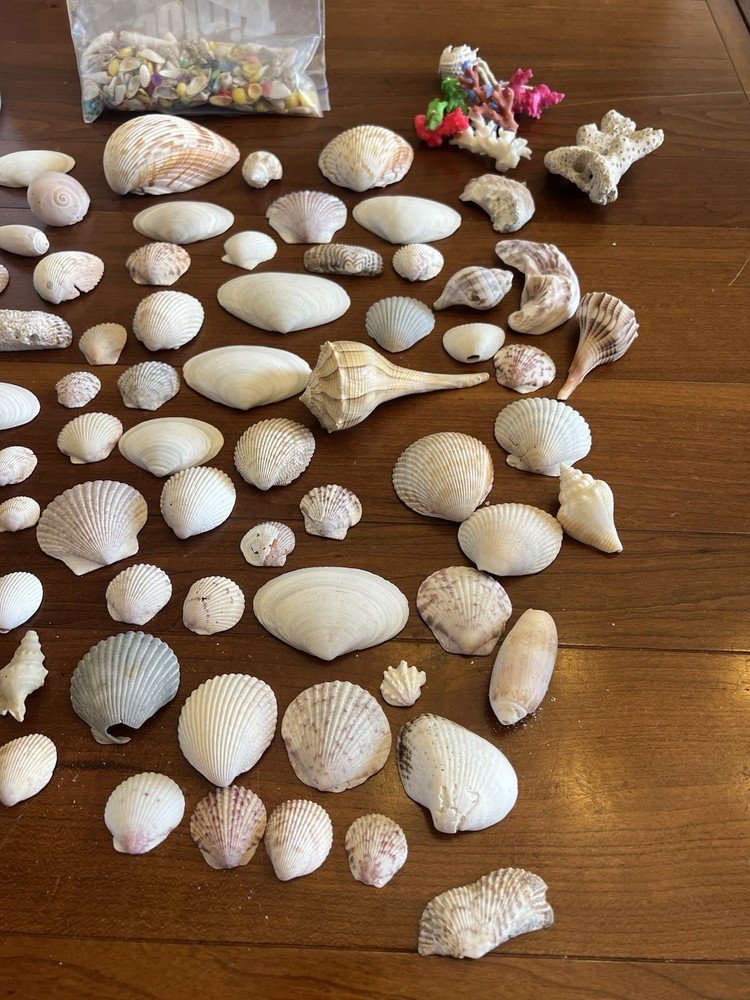 Mixed Seashells S/M Assorted Craft Shells Mix 1-3" 80+ pcs