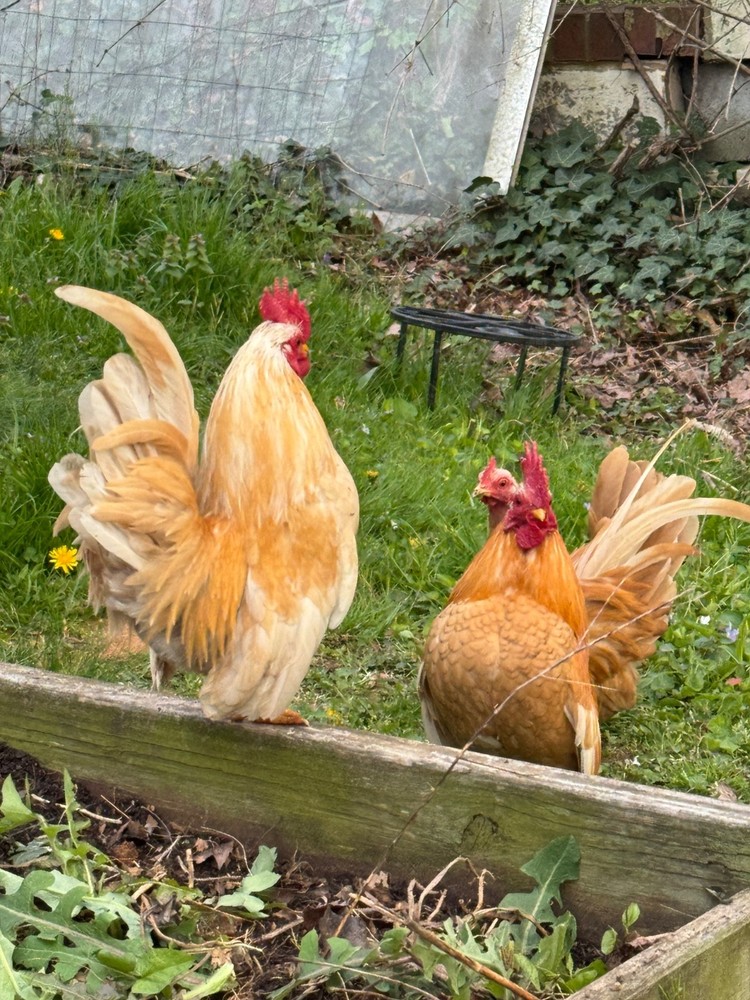 12+ small Quality Serama Chicken Hatching Eggs