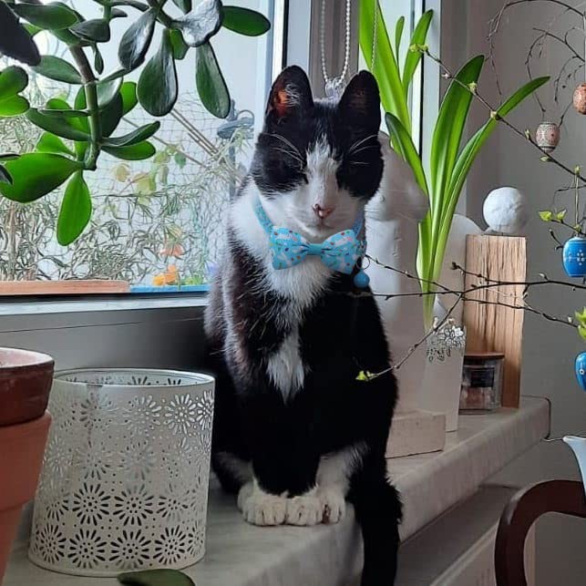 Easter Cat Bow Tie Collar Adjustable Breakaway Collar with Bells, Spring Bowt...