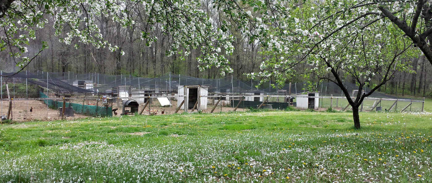 Poultry Netting 25' x 50' 1" Heavy Knotted Aviary Anti Bird Net Lasts 7-10 Years