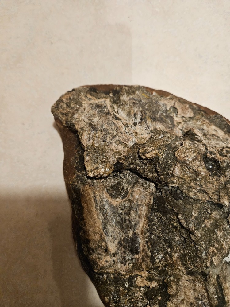 Xiphactinus fossil skull