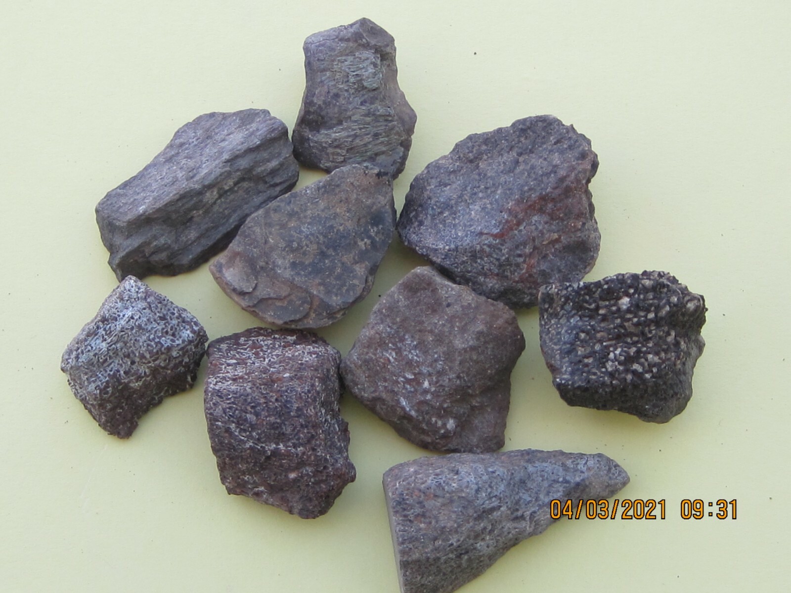 LOT OF 250 FOSSILS 25 of 10 DIFFERENT WHOLESALE